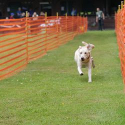 hunderennen 01 06 25