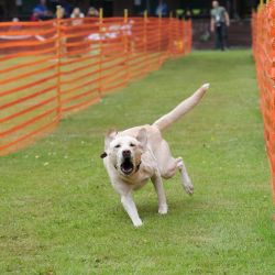 hunderennen 01 06 25