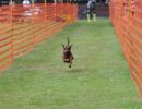 hunderennen 01 06