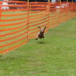 hunderennen 01 06 25