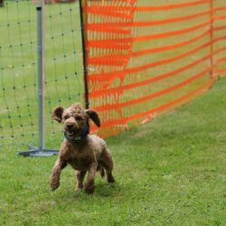 hunderennen 01 06 25