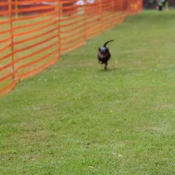 hunderennen 01 06 25