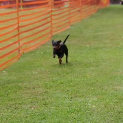 hunderennen 01 06 25