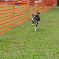 hunderennen 01 06 25