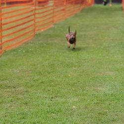 hunderennen 01 06 25