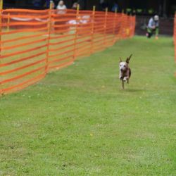 hunderennen 01 06 25