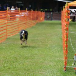 hunderennen 01 06 25