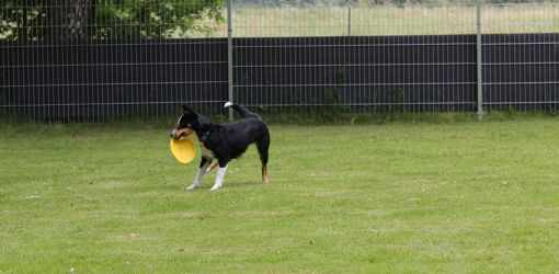 hunderennen 01 06 25
