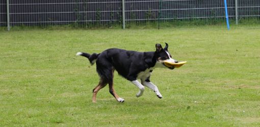 hunderennen 01 06 25