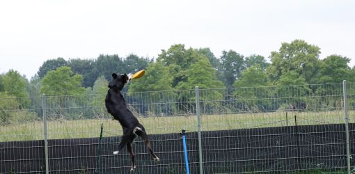 hunderennen 01 06 25