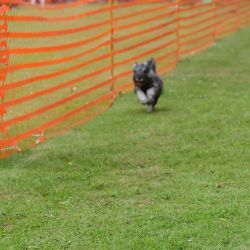 hunderennen 01 06 25