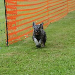 hunderennen 01 06 25