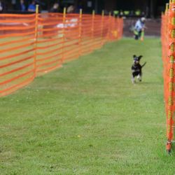 hunderennen 01 06 25