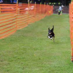 hunderennen 01 06 25