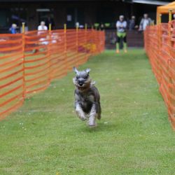 hunderennen 01 06 25