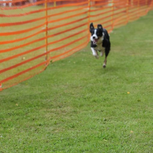 hunderennen 01 06 25