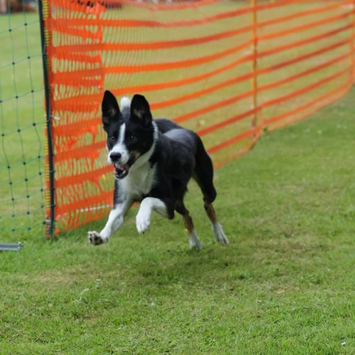 hunderennen 01 06 25