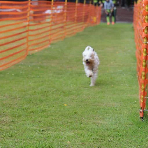 hunderennen 01 06 25