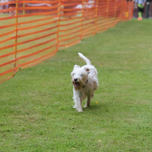 hunderennen 01 06 25