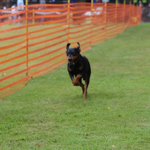 hunderennen 01 06 25