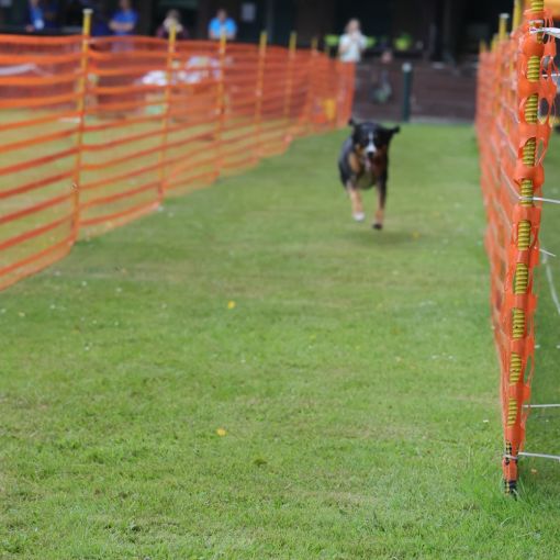 hunderennen 01 06 25