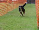 hunderennen 01 06 25