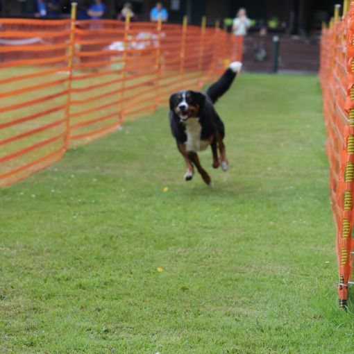 hunderennen 01 06 25