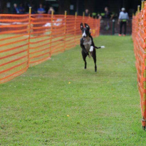 hunderennen 01 06 25