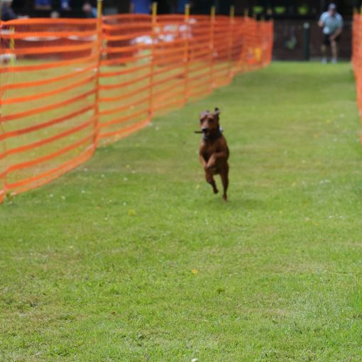 hunderennen 01 06 25