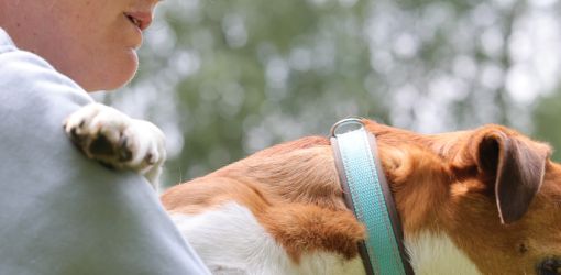 hunderennen 01 06 25