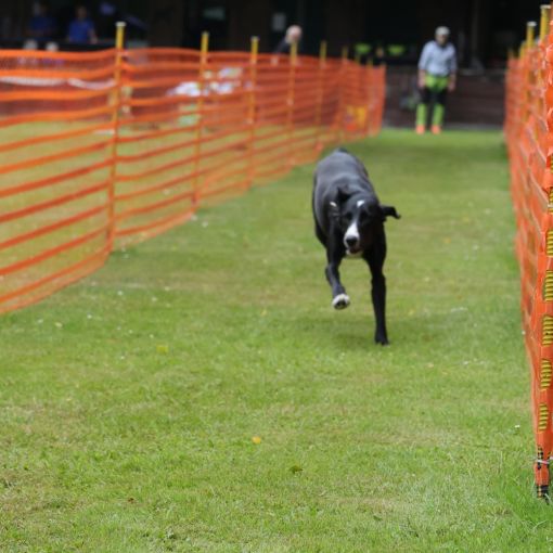 hunderennen 01 06 25