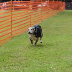 hunderennen 01 06 25