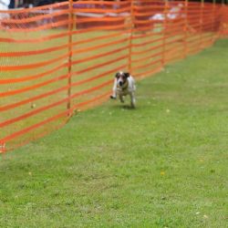 hunderennen 01 06 25