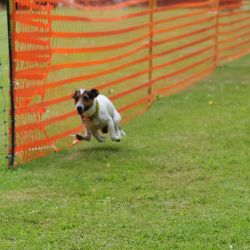 hunderennen 01 06 25