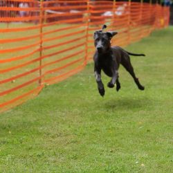 hunderennen 01 06 25