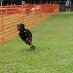 hunderennen 01 06 25