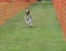 hunderennen 01 06 25