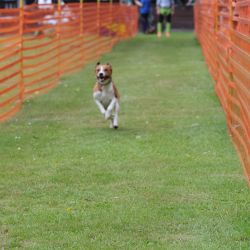 hunderennen 01 06 25
