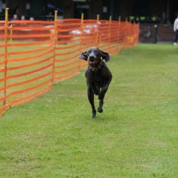 hunderennen 01 06 25