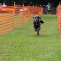 hunderennen 01 06 25