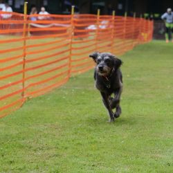 hunderennen 01 06 25