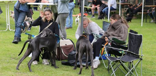 hunderennen 01 06 25