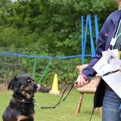 hunderennen 01 06 25