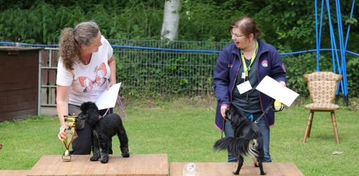 hunderennen 01 06 25