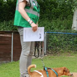 hunderennen 01 06 25