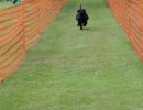 hunderennen 01 06 25