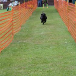 hunderennen 01 06 25