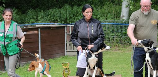 hunderennen 01 06 25