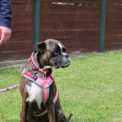 hunderennen 01 06 25