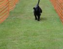 hunderennen 01 06 25